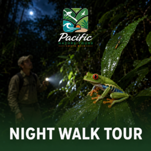 Costa Rica Night Walk Tour