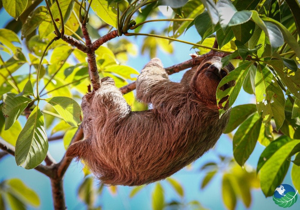 Manuel-Antonio-Sloth